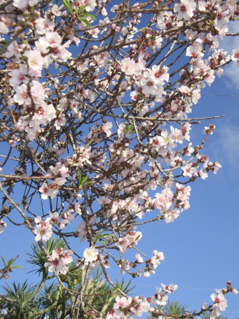 Mandelblüten