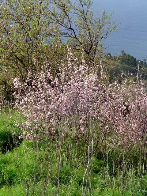 Mandelblüten