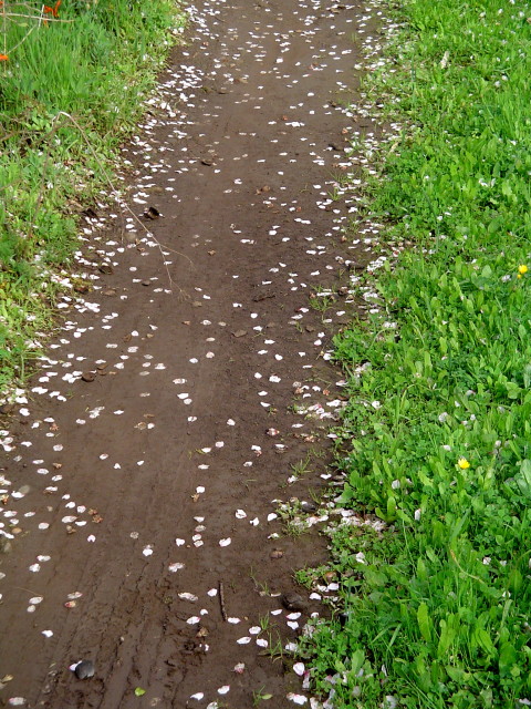 Mandelblütenblätterweg