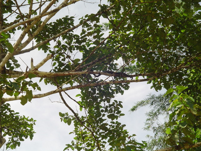 Mangroven-Schlange