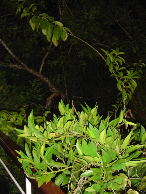 Mangroven am Ufer