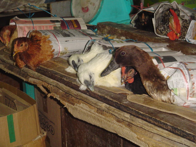 Enten + Hühner auf dem Markt von Sibu