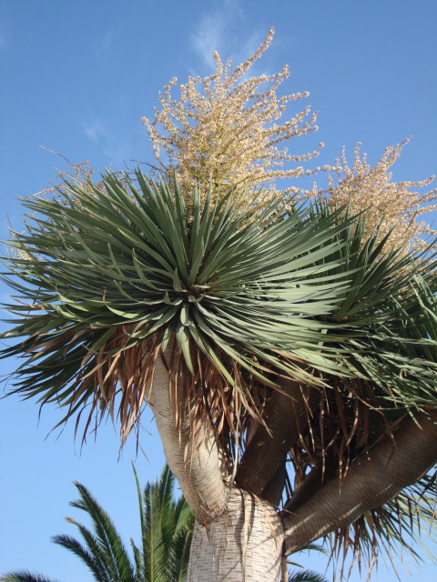 Drachenbaum auf La Palma