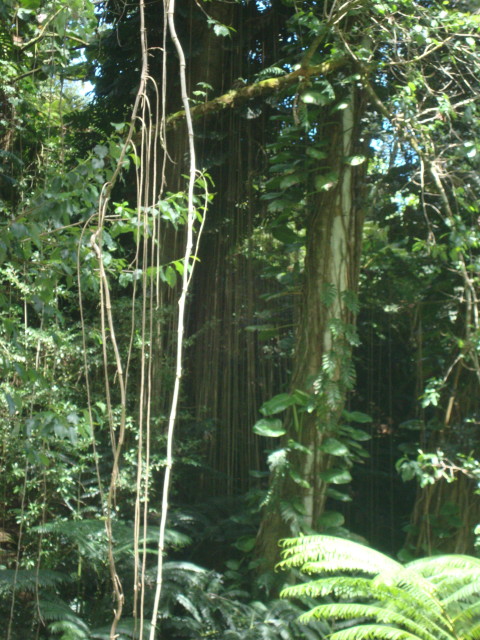 Akaka Wasserfall