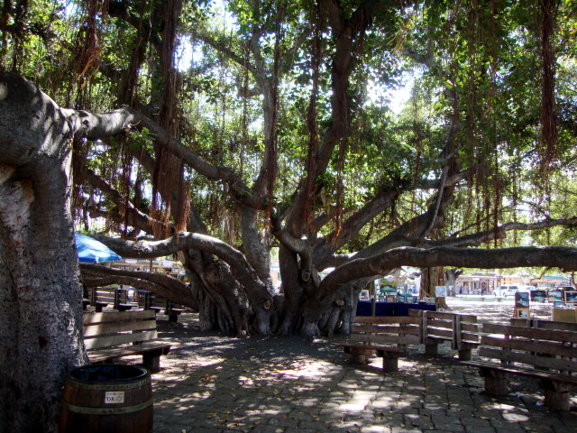 Lahaina, Maui, alter Baum