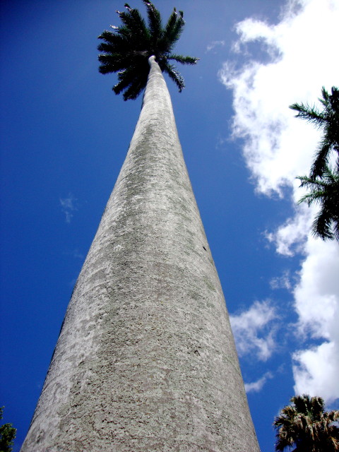 Caribbeab Royal Palm