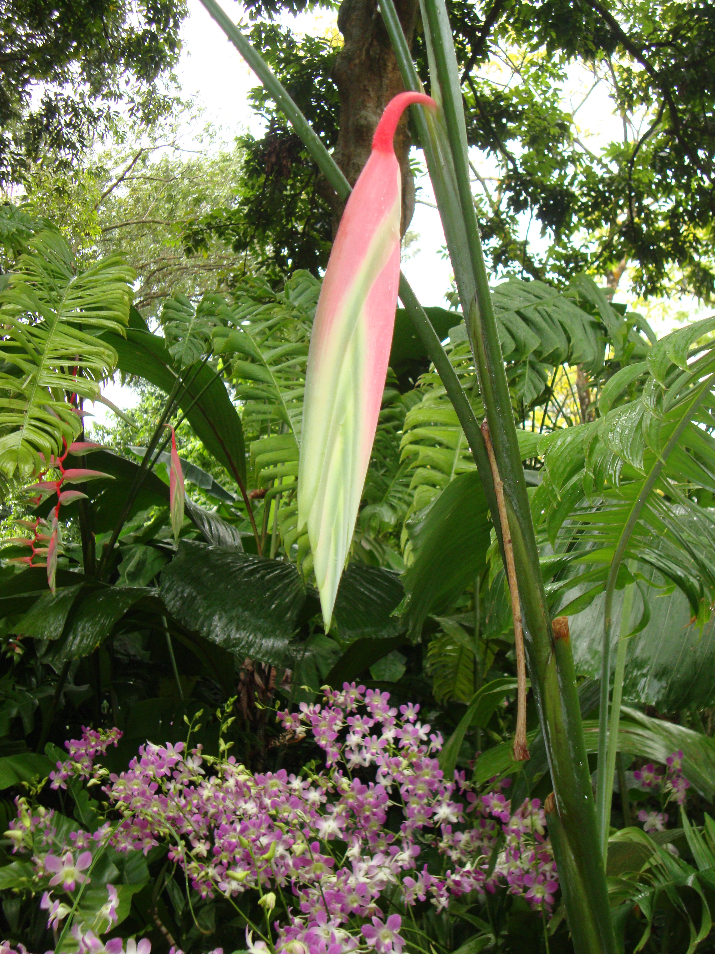 Botanischer Garten Singapur Januar 2012 Reisen Ohne Grenzen 80