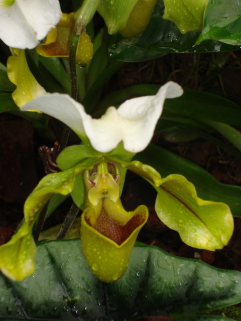 Singapur - Botanischer Garten