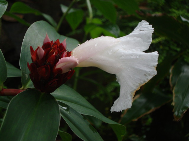 Singapur - Botanischer Garten