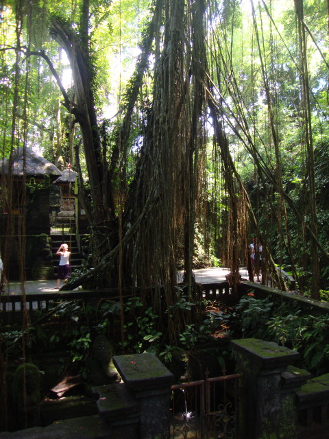 Monkey-Forest in Ubud