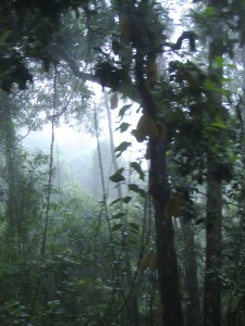 Tijuca-Nationalpark