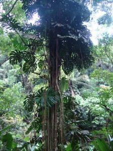 Rio Tijuca-Nationalpark