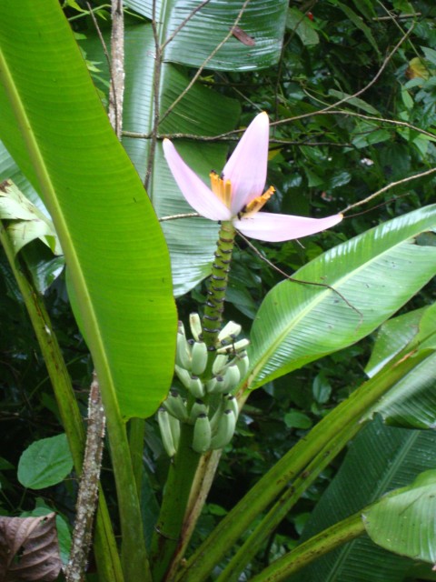 Bananenblüte mit Bananen