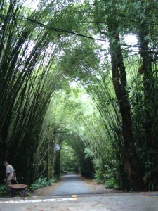 Rio Tijuca-Nationalpark