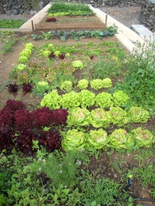 Gemüse und Salat