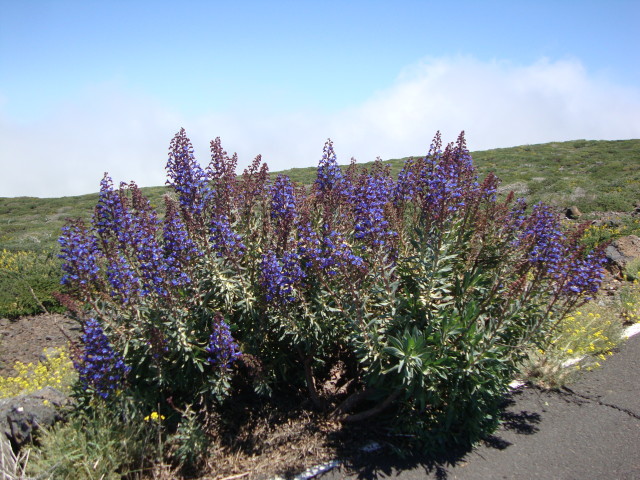 Enzian-Natternkopf, Roque de los Muchachos, Mai 2016