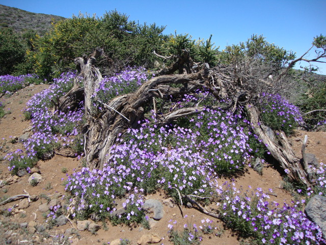 La Palma-Veilchen, Roque de los Muchachos, Mai 2016