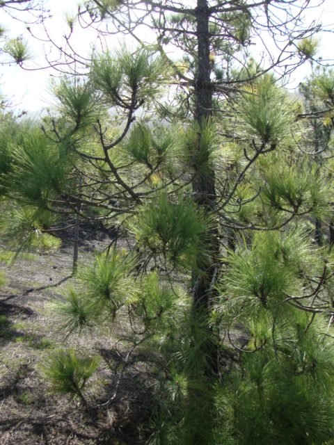 Pinus Canariensis - Kanarische Kiefer