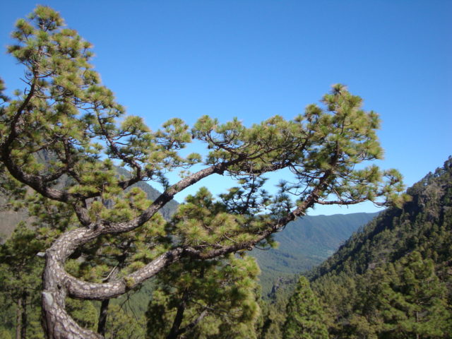 Pinus Canariensis - Kanarische Kiefer