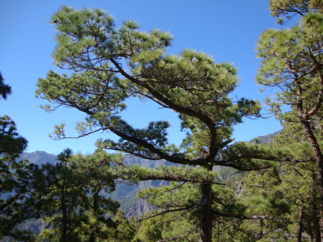 Pinus Canariensis - Kanarische Kiefer